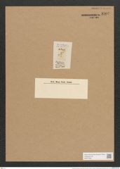 Gomphonema olivaceum (Lyng.) Kuetz. (de-Toni-Nr.: Genus 37, Species 1758) Zeichnungen Sammlung Grunow Nr. 3502 (NHMW-BOT-W0371064)